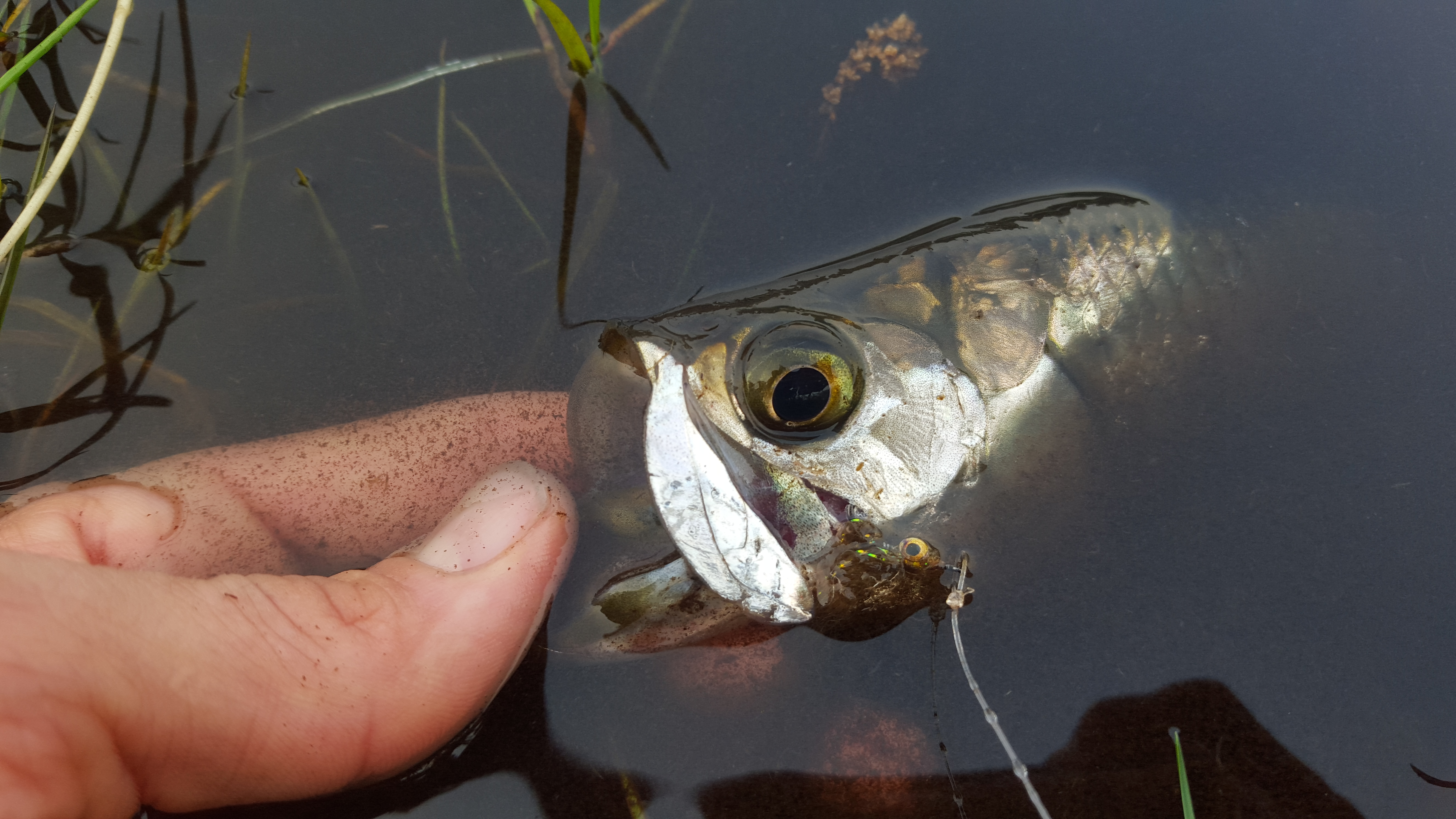 Best Tarpon Fishing in Florida: Maps & Coordinates