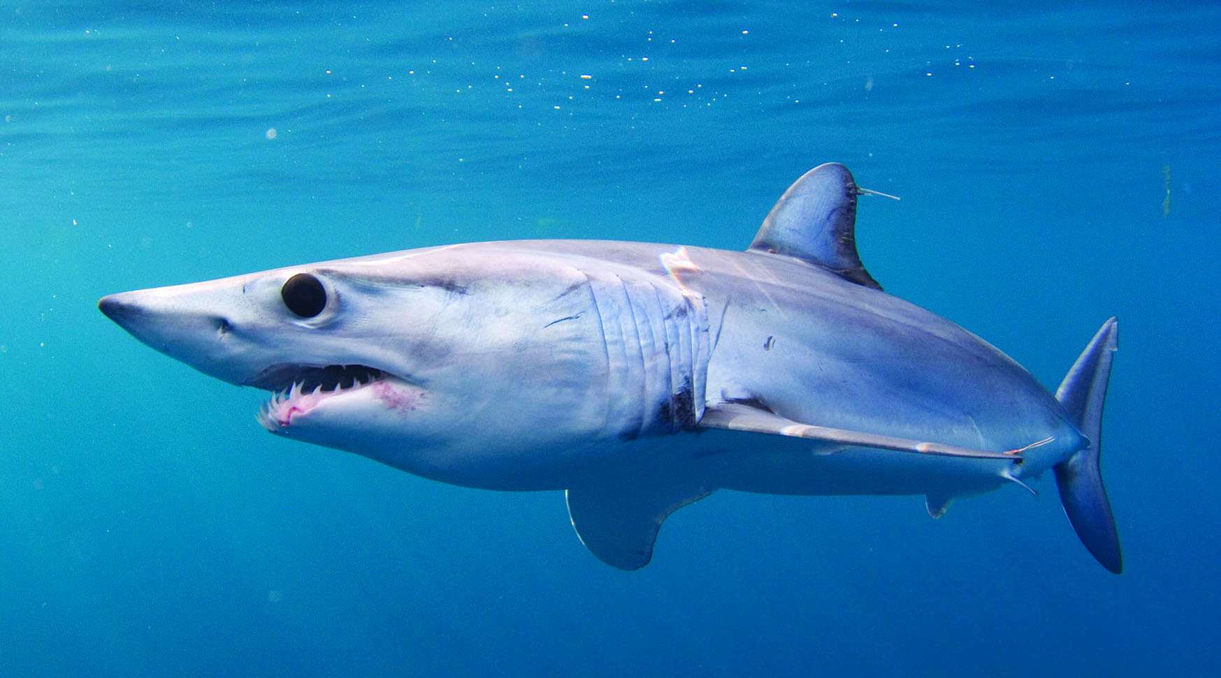 Акула мако опасна ли для человека. Серо голубая акула мако. Тихоокеанская сельдевая акула. Акула мако в Красном море. Атлантическая сельдевая акула.
