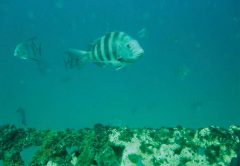 Sheepshead photo by Bob Stapelton.