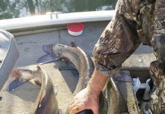 Smokie Wilson, owner of Wingate’s Lunker Lodge, with a nice haul of catfish.