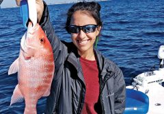 Snapper on their winter chew!