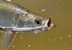 Tarpon caught off Dog Island.
