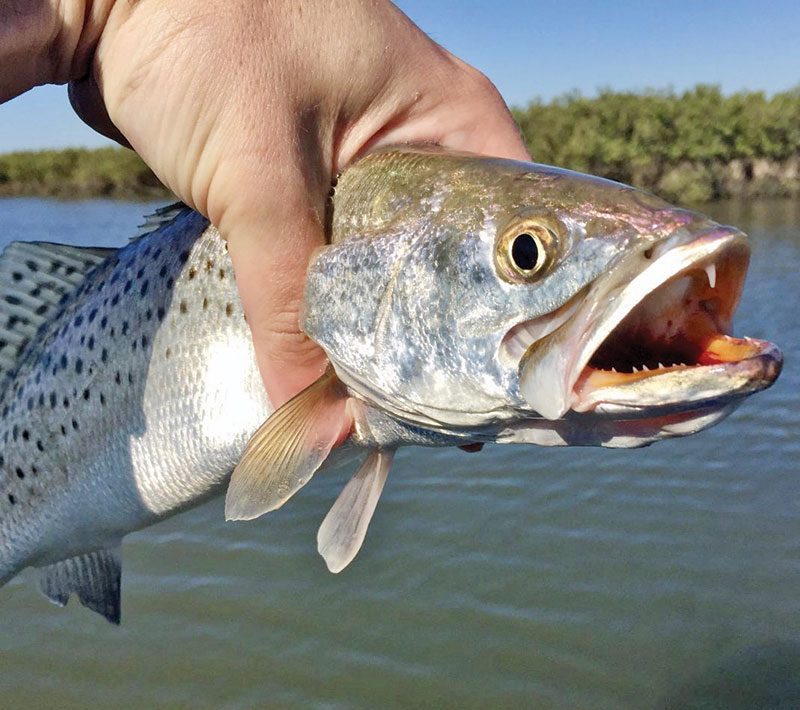 Spotted Sea Trout Rule Changes Begin February 1 - Coastal Angler