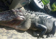 This 11 foot gator that was caught on opening weekend of gator season by Jay Gung and friends from Iowa.