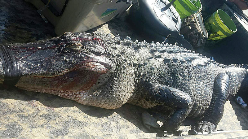 This 11 foot gator that was caught on opening weekend of gator season by Jay Gung and friends from Iowa.