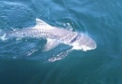 Tiger Shark caught aboard the EAGLE with Capt. Chester Reese.