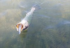 Trout are hungry!