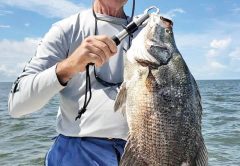 Winston Chester with a nice tripletail fishing with guide Chris Gouras.