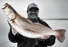 Seasonal movement of big trout