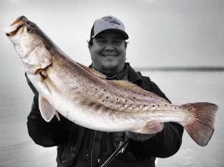 Seasonal movement of big trout