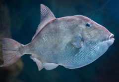 triggerfish