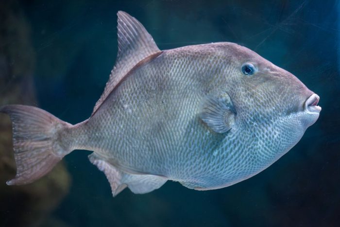 triggerfish