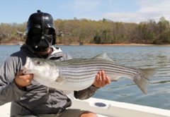 Even Darth Vader loves stripers!