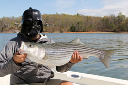 Fly fishing for striped bass - Tail Fly Fishing Magazine