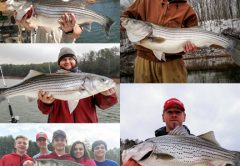 Lake Nottely Stripers
