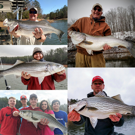 Lake Nottely Stripers