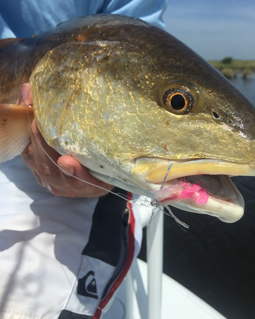 Redfish Fever, Addictive Fishing