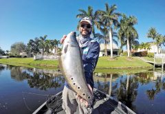 A big clown knife fish