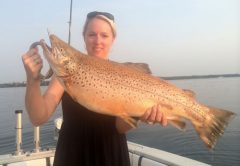 Spring Brown Trout