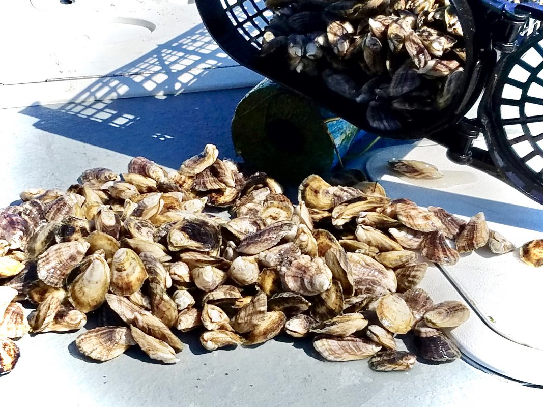 Apalachee Bay Oysters Big Bend on the Road Coastal Angler & The