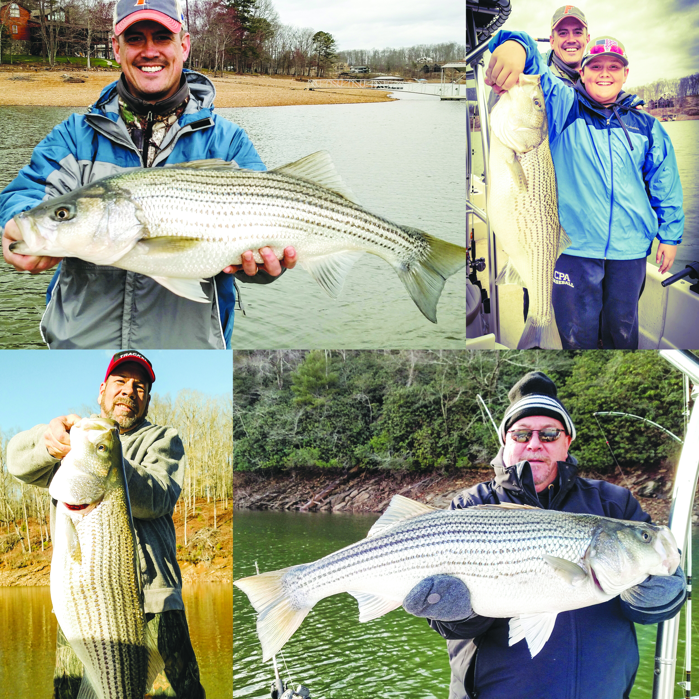 Lake Nottely Stripers - Coastal Angler & The Angler Magazine