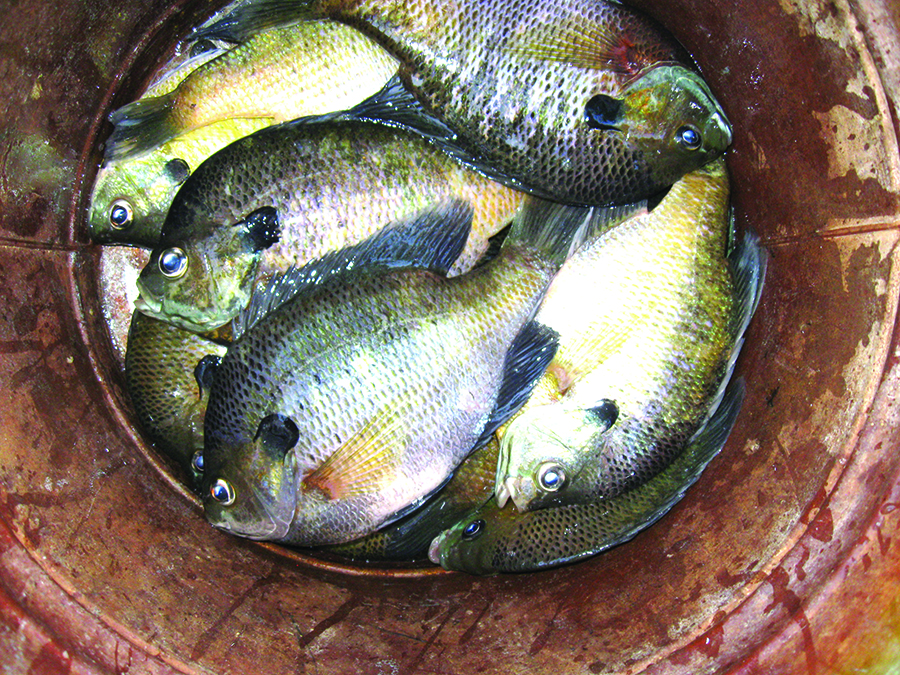 Probass Networks: May Time = Bream Time!