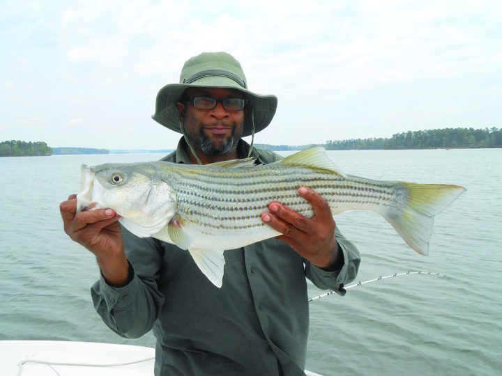 Pat Griffin caught this big striper on Lake Oconee Coastal Angler
