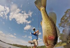 Flying fish