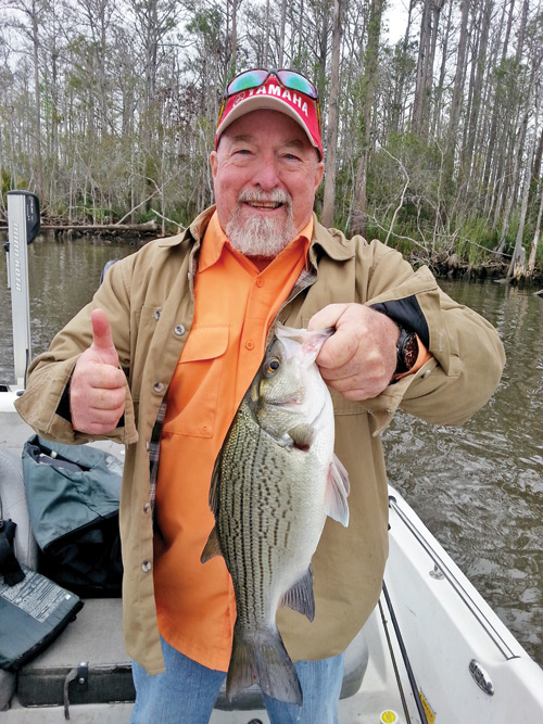 Hybrids chompin at the mouth of a creek in the ICW