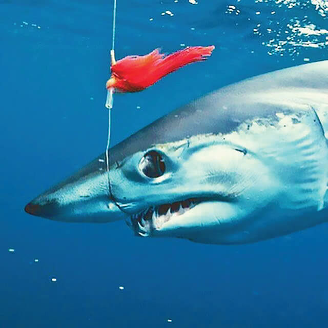 Fly Fishing for Mako Sharks