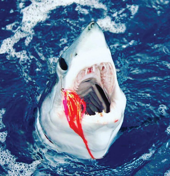 Mako Sharks on the Fly