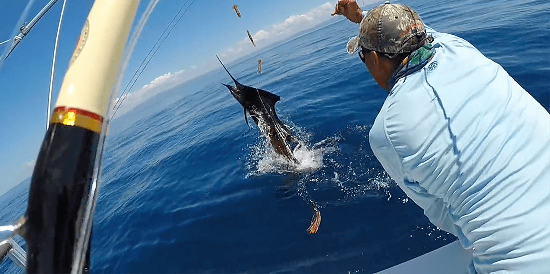 500lb Marlin Captured on Video | Coastal Angler & The Angler Magazine