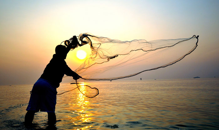 Four Bait Fish Caught in a Cast Net. Stock Photo - Image of