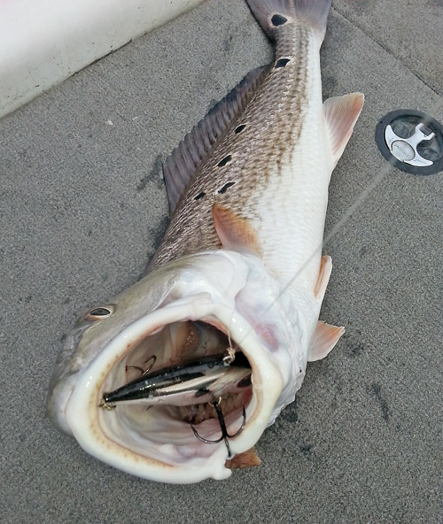 this Wimico redfish was hungry