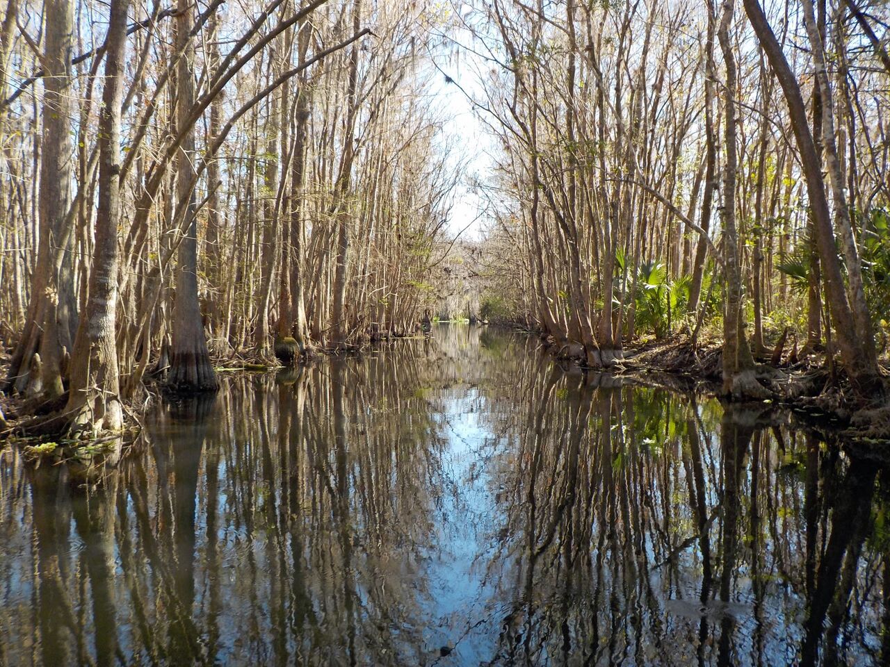 Florida Waterways The Ocklawaha River Coastal Angler 