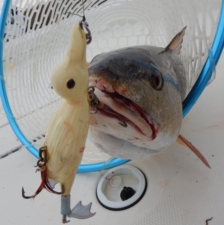 Catching Redfish with Ducks – Fowl Play? - Coastal Angler & The Angler  Magazine
