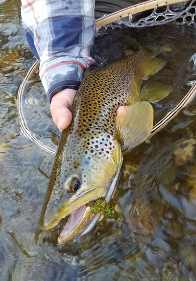 GIANT WILD BROWN TROUT  Battenkill River FLY FISHING 