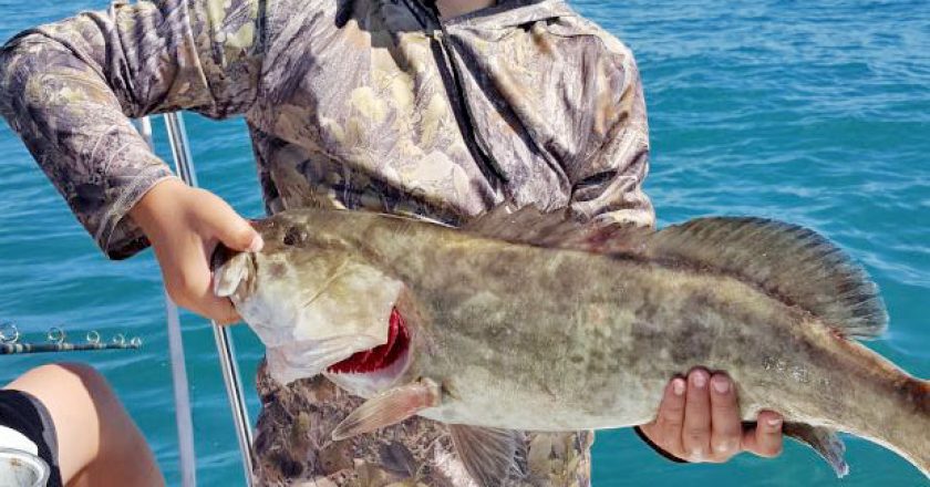 Ethan Meadows caught this 28" Gag Grouper in South of Carrabelle, FL