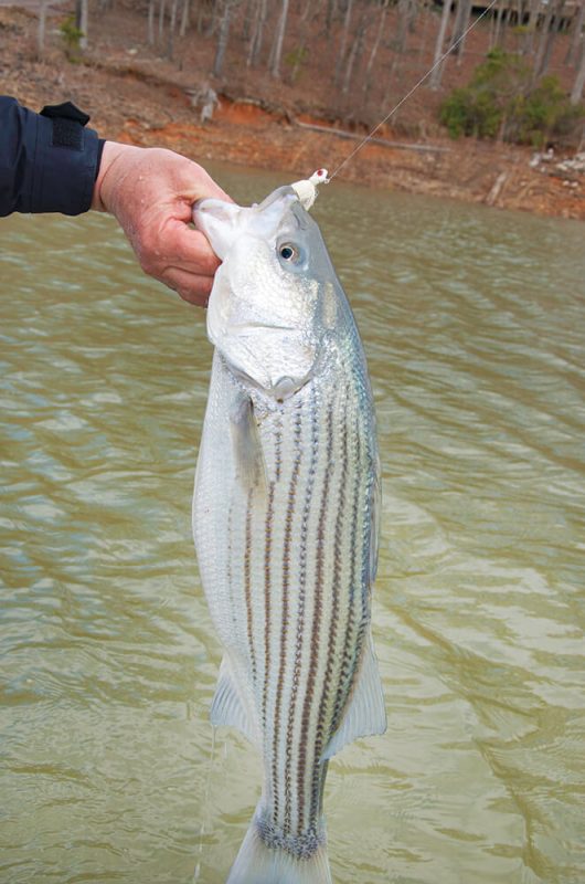 Q&A on North Carolina’s Coastal Striped Bass Stocking Coastal Angler