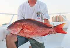 Ron O’Brien with his fat mutton snapper.