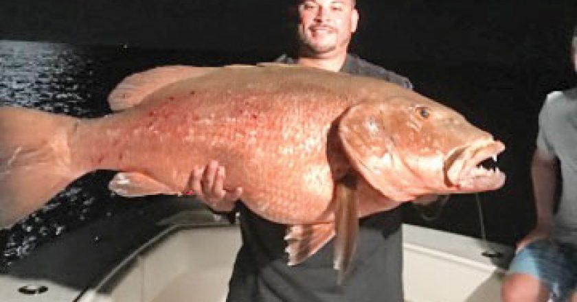 Kenny, from Carl's Bait and Tackle, caught this monster cubera snapper on a night fishing trip.