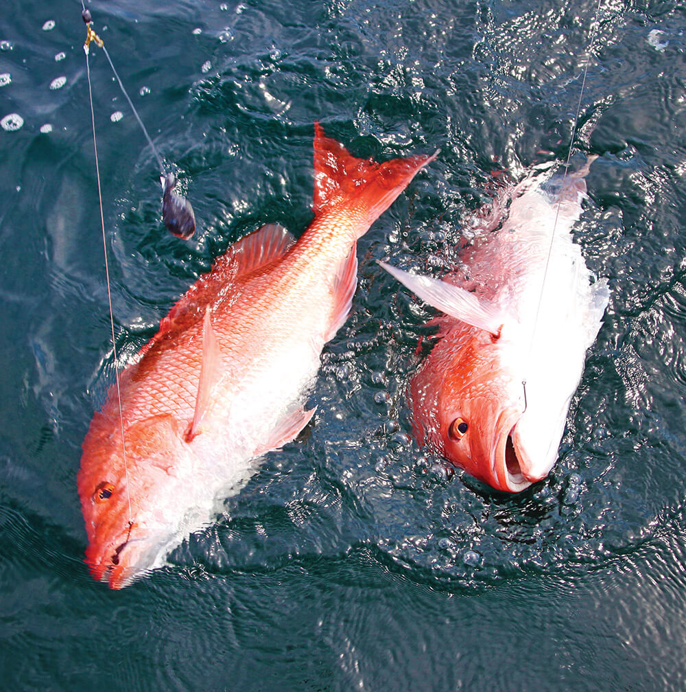 Alabama’s Short Gulf Snapper Season Coastal Angler & The Angler Magazine