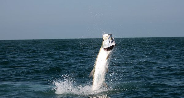 Tips for Tarpon Fishing