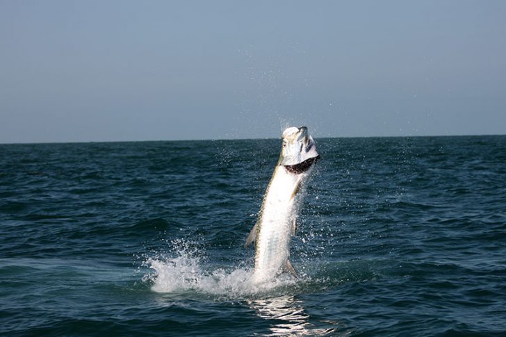 Best Practices for Catch and Release Tarpon Fishing - Coastal Angler ...