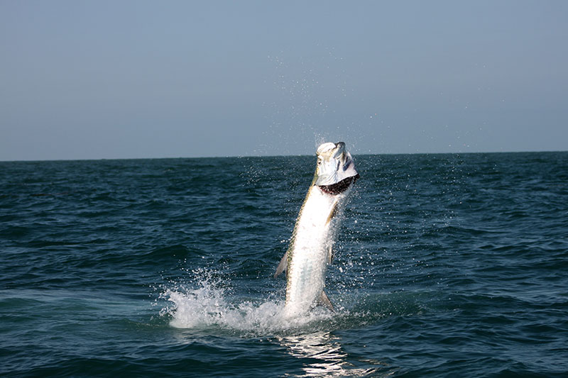 black point flat tarpon fishing