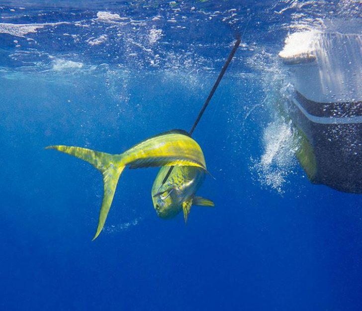 Fishing Key Largo