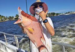 Big hogfish caught aboard Catch My Drift.