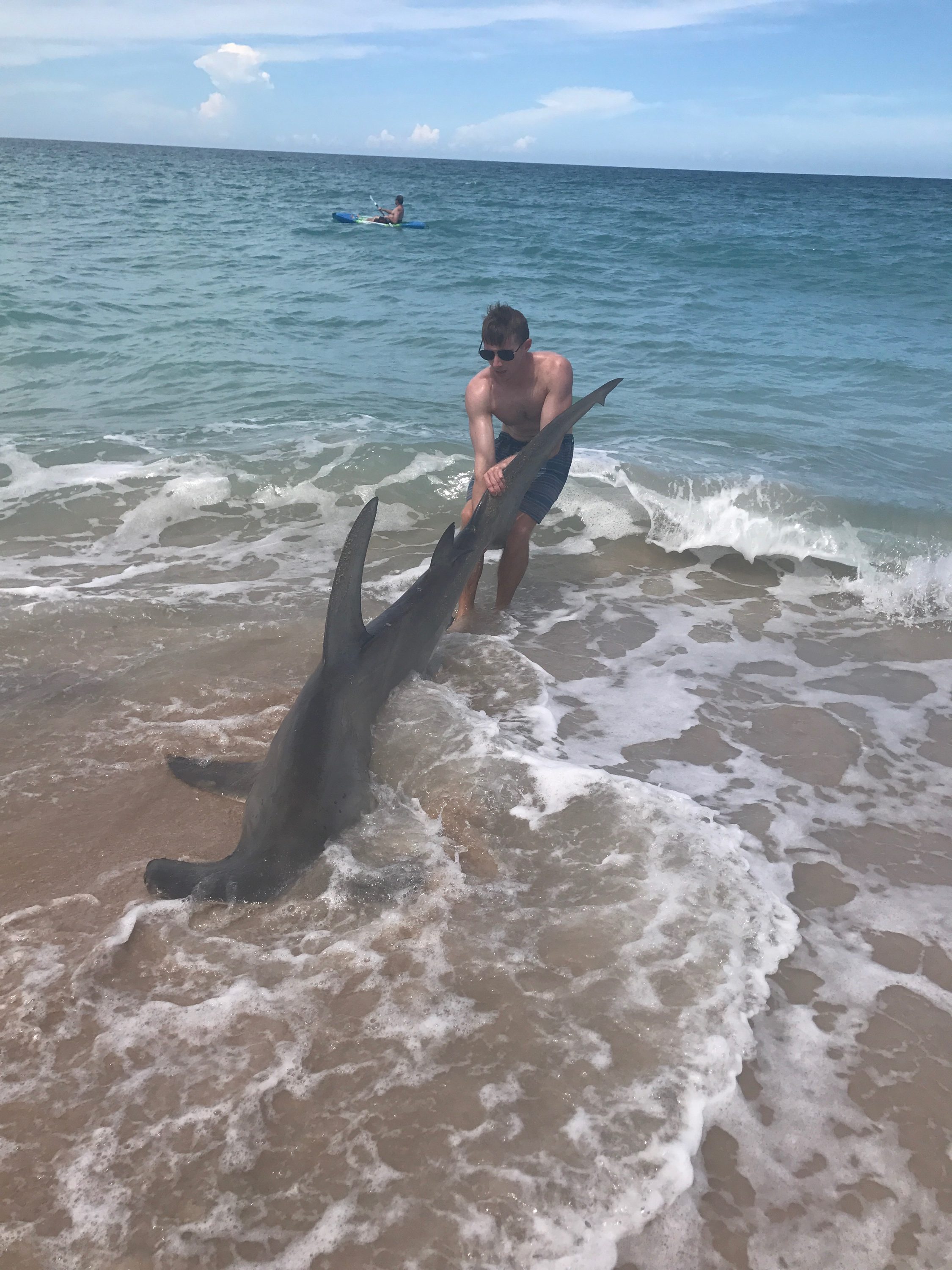 Hammerhead Caught and Quickly Released in Melbourne Coastal Angler