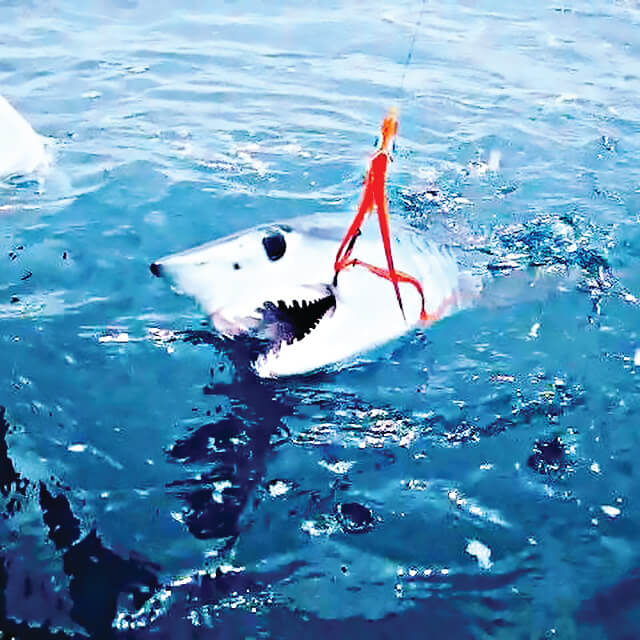 Mako Shark on the Fly - Coastal Angler & The Angler Magazine