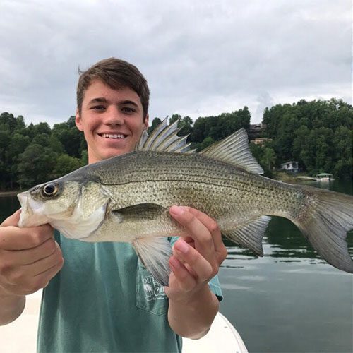 Lake Chatuge Hybrid and Bass Fishing Coastal Angler & The Angler Magazine